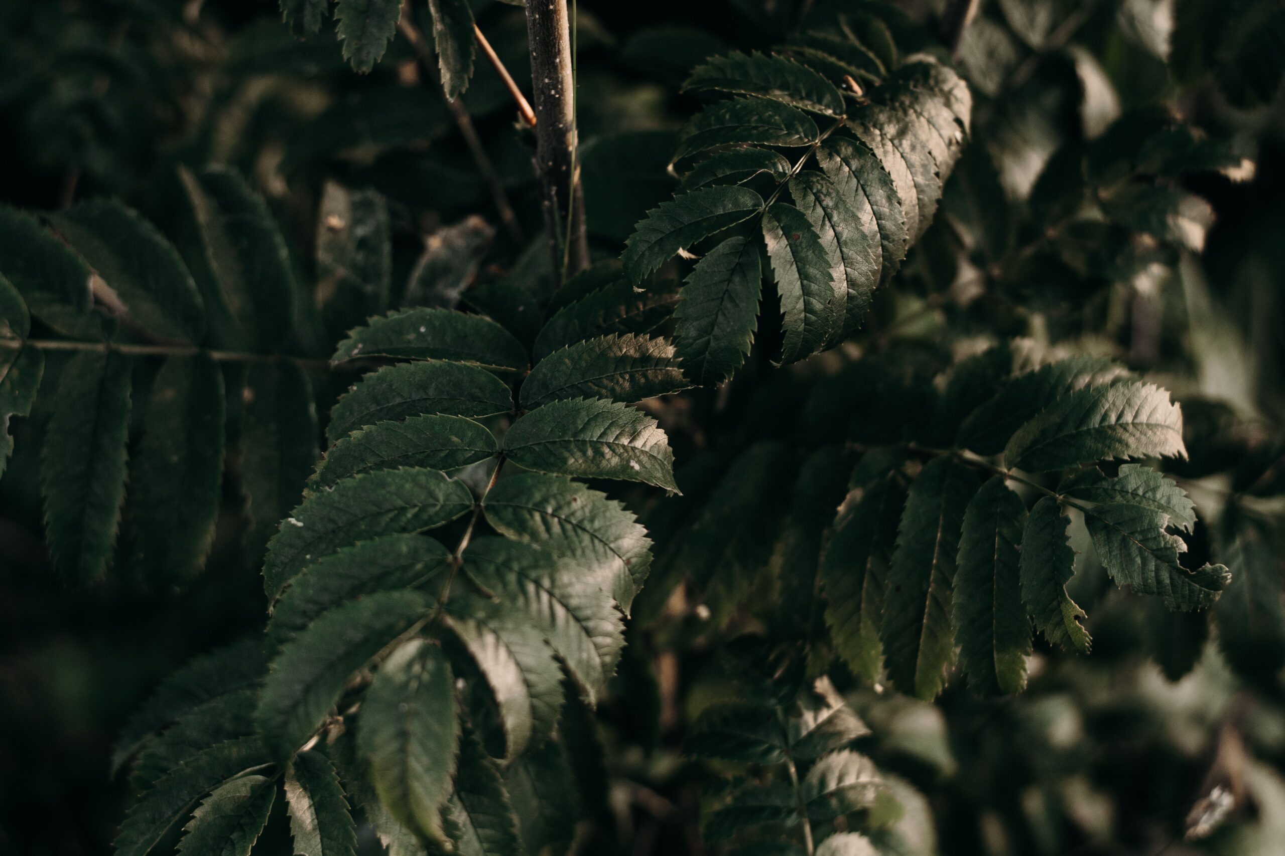 luxuriant meaning lush growth english